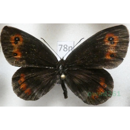 Erebia euryale (Esper, 1805) Górówka euriala Poland78n